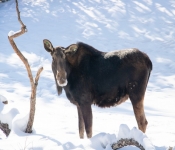 2019 02 21 MNNewZoo 004